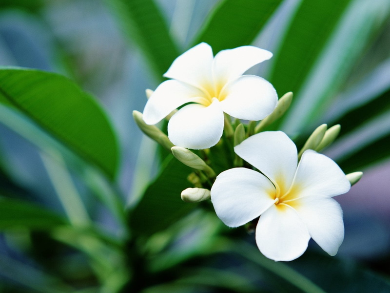 white color, botany, yellow, sharpness, bali, 720P, flowering plant, close-up, buds, backgrounds, tree, tropical Climate, blossom, white, plant, plant part
