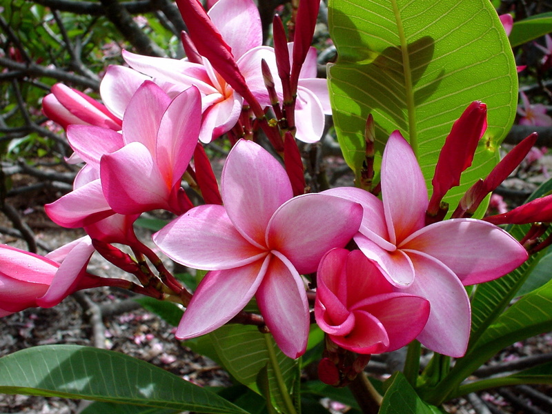 formal Garden, freshness, green Color, tropical Climate, sub-tropical Climate, plumeria, pink, orchid, focus on foreground, no people, flowering plant