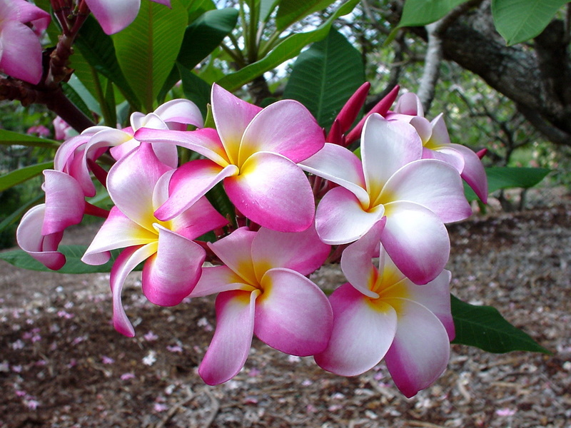 botany, focus on foreground, close-up, tree, vulnerability, pink Color, inflorescence, sub-tropical Climate, yellow, frangipani, day, flowers, no people