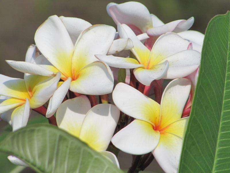 growth, leaf, botany, lily, yellow, white, flowers, frangipani, vulnerability, flowering plant, beauty In Nature, plant, plumeria, tropical Climate, scented