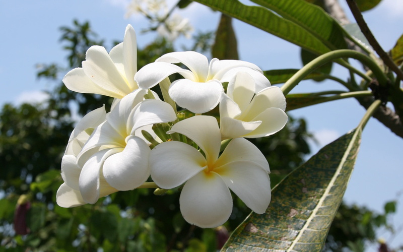 no people, nature, plumeria, flower Head, plant, blossom, tree, botany, flowers, scented, inflorescence, petal, frangipani, thailand, day, tropical Climate