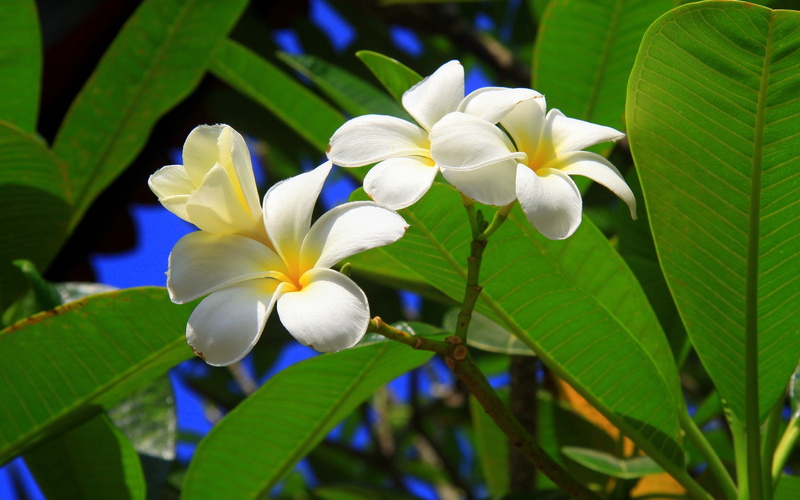 blossom, 2K, tropical Climate, summer, white color, green, frangipani, flower Head, scented, nature, bush, day, purple, no people, flower, flowers, bali