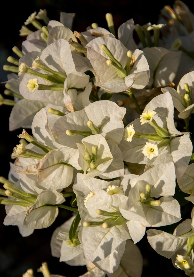 nature, flowering plant, sub-tropical, close-up, flower head, flower, no people, white, garden, flowers, petal, bougainvillea, white color, day, inflorescence