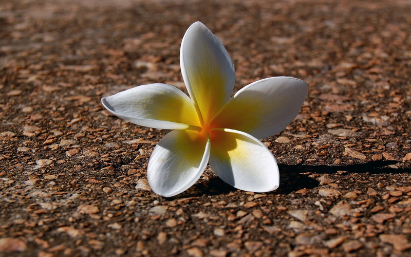 plumeria, petals, petal, flowering plant, day, flower Head, freshness, bali, growth, flower, white color, pebbles, beauty, single Flower, selective focus