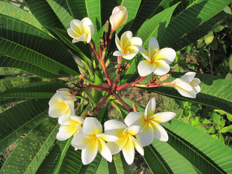 2K, thailand, season, tropical Climate, botany, white, summer, day, close-up, leaves, flower Head, beauty In Nature, bali, leaf, springtime, fragility