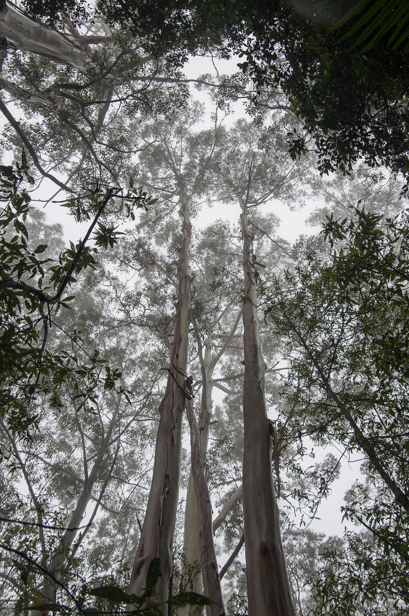 beauty in nature, land, queensland, native, nature, wet, rain, gum trees, australia, eucalypts, tall - high, tree canopy, forest, shiny, trunks, growth
