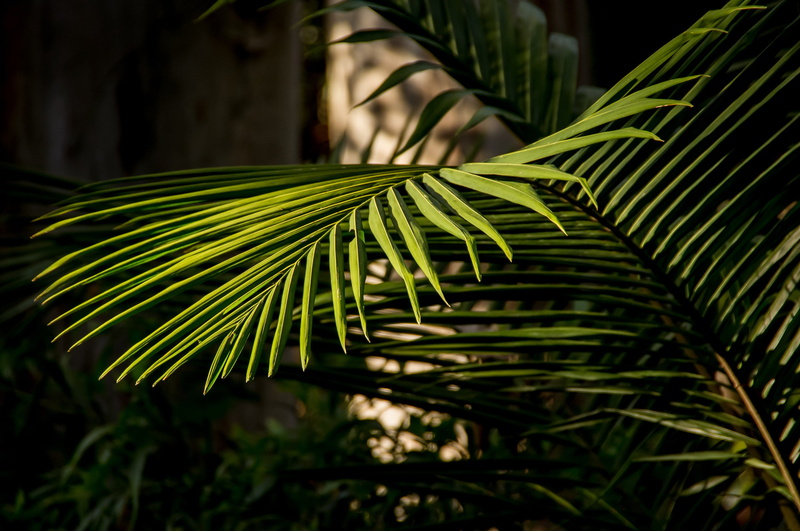 leafed, leaves, green color, rain forest, selective focus, close-up, no people, palm leaf, green, sub-tropical, 2K, frond, queensland, plant, bangalow palm
