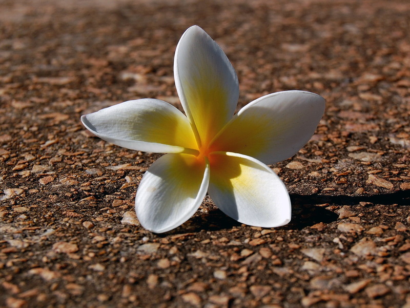 flower Head, leaf, white color, beauty In Nature, no people, summer, 720P, growth, petal, day, beauty, scented, backgrounds, frangipani, plant, plumerias