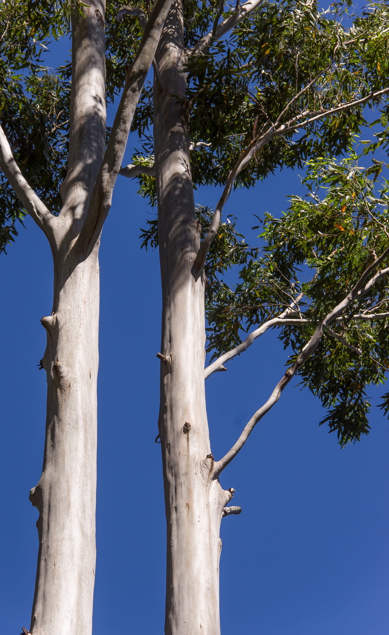 no people, tranquility, beauty in nature, eucalypts, Rain Forest, scenics - nature, blue sky, queensland, nature, green, Australia, growth, tall - high