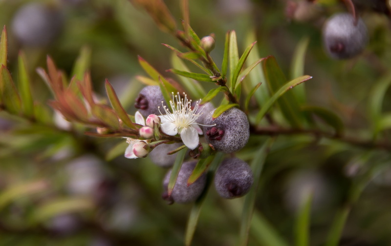 no people, sub-tropical, fruit, plant part, white, day, close-up, nature, outdoors, freshness, bud, fragility, beauty in nature, flowering plant, 2K, vulnerability