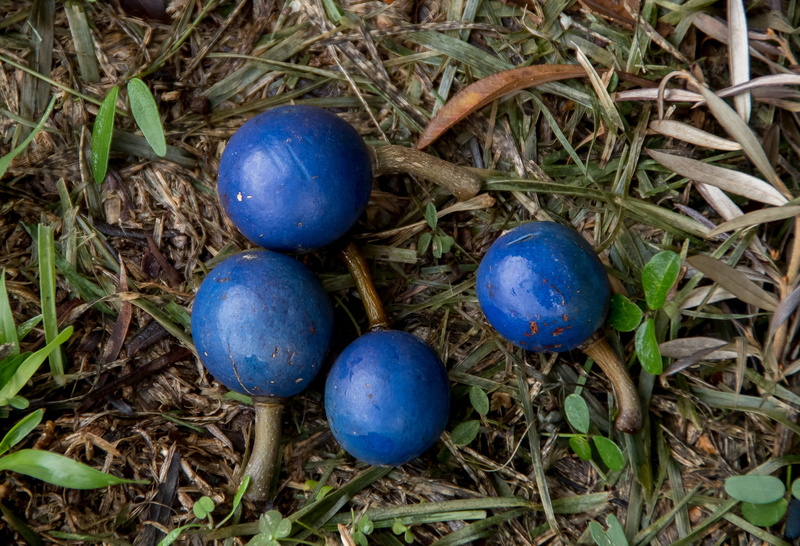 elaeocarpus angustifolius, healthy eating, plant part, food, nature, leaf, blue, blue quandong, rainforest, 2K, close-up, fruit, round, white, land, beauty in nature