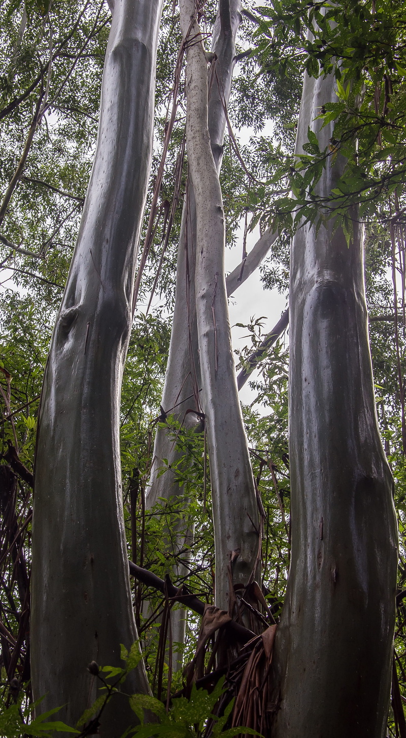 gum trees, tree, sunlight, sub-tropical, rain forest, forest, australia, 2K, plant, tree trunk, land, growth, branch, trunk, eucalypts, tranquil scene