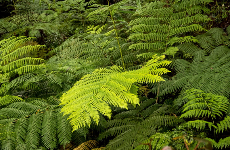 leaf, full frame, growth, no people, tranquility, backgrounds, lush foliage, ferns, australia, botany, fronds, lush, tree, nature, palm leaf, foliage, plant part