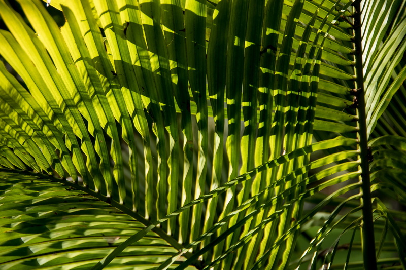 green, pattern, sub-tropical, leaves, full frame, australia, bangalow palm, green color, growth, close-up, plant, plant part, tree, backgrounds, outdoors