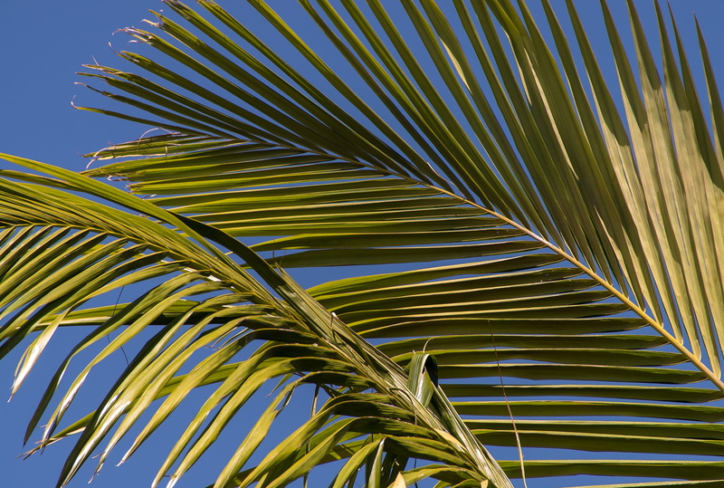 sub-tropical, palm, low angle view, nature, outdoors, rain forest, close-up, bangalow palm, forest, plant, sunlight, no people, growth, tropical climate