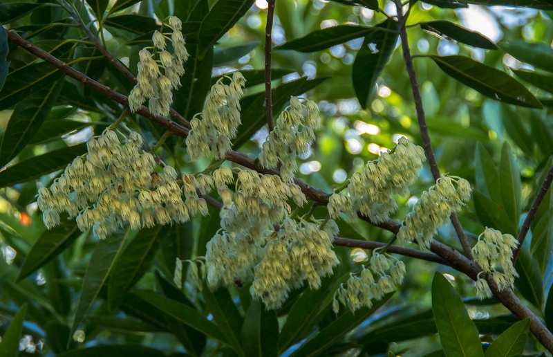 close-up, australia, focus on foreground, flower head, flower, green color, outdoors, leaves, profuse, blossom, leaf, flowers, bells, feathery, queensland