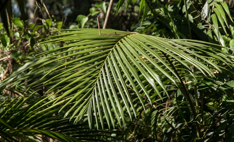 forest, plant, day, no people, australia, palm leaf, beauty in nature, tranquility, 2K, sub-tropical, leaves, lush foliage, queensland, land, green color