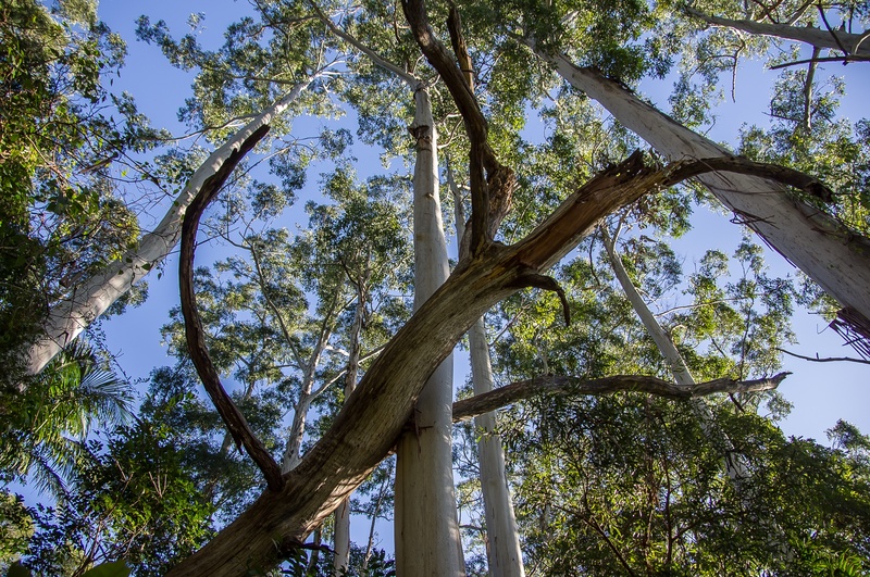 sunlight, trees, branch, beauty in nature, low angle view, scenics - nature, tranquility, forest, queensland, tree, tall - high, plant, green, sub-tropical