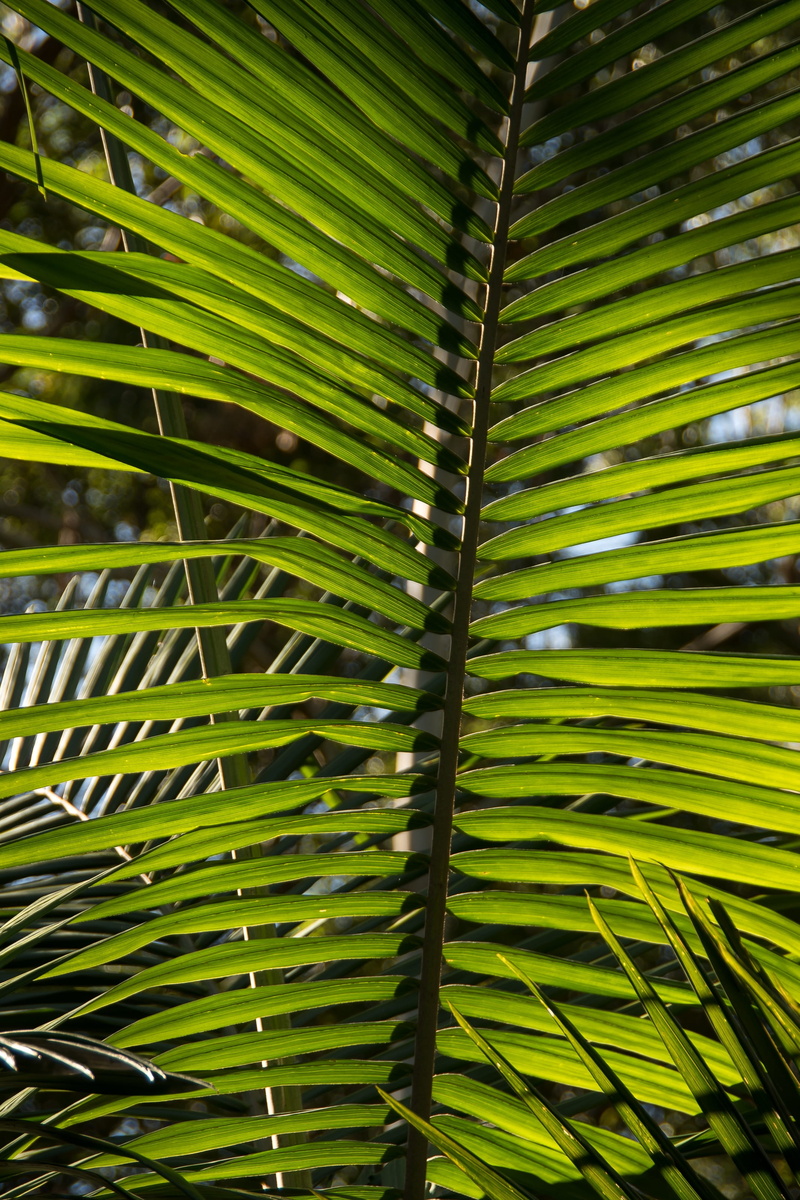 plant part, green, sunlight, green color, rainforest, queensland, tree, leaf, day, outdoors, australia, palm leaf, palm, leaves, no people, pattern, frond