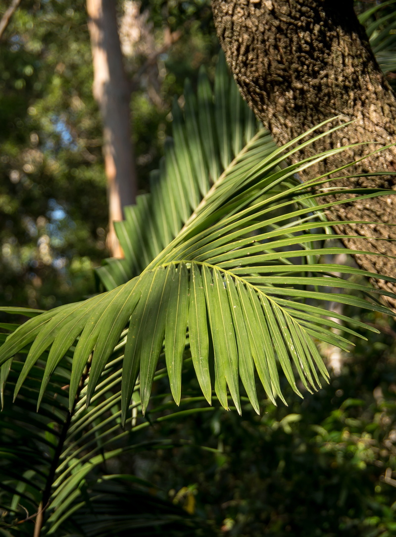 tree, 2K, outdoors, forest, tranquility, tropical climate, close-up, beauty in nature, palm leaf, palm tree, no people, day, green, queensland, green color