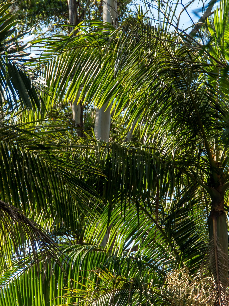 green, coconut palm tree, lush foliage, nature, outdoors, fronds, plant part, green color, low angle view, palm tree, growth, native, palm leaf, tropical climate