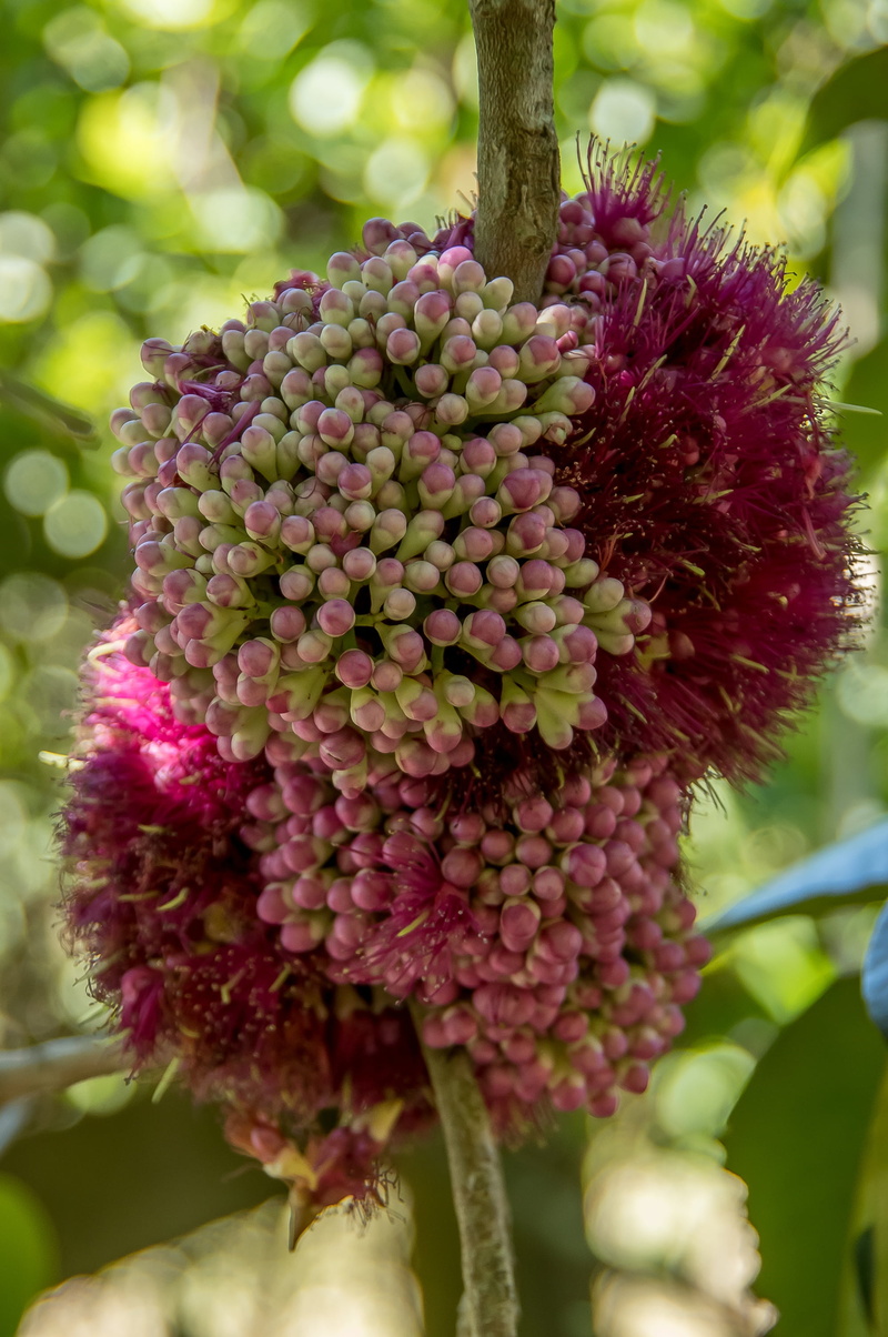 healthy eating, close-up, fragility, fruit, freshness, pink, maroon, sub-tropical, flower head, rainforest, twigs, 2K, spiky, flower, inflorescence, ripe