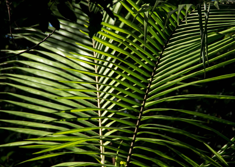 no people, nature, focus on foreground, outdoors, queensland, green, palm leaf, palm tree, close-up, palm, frond, fern, beauty in nature, full frame, leaf