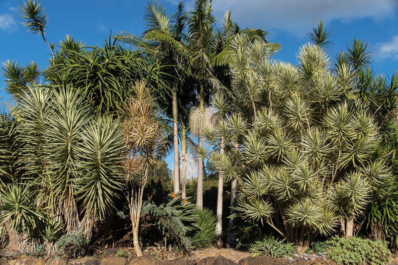 foliage, day, sunny, trees, garden, outdoors, field, spikey, nature, desert, green color, plantation, arid climate, 2K, fruit, sky, tropical climate, scenics - nature