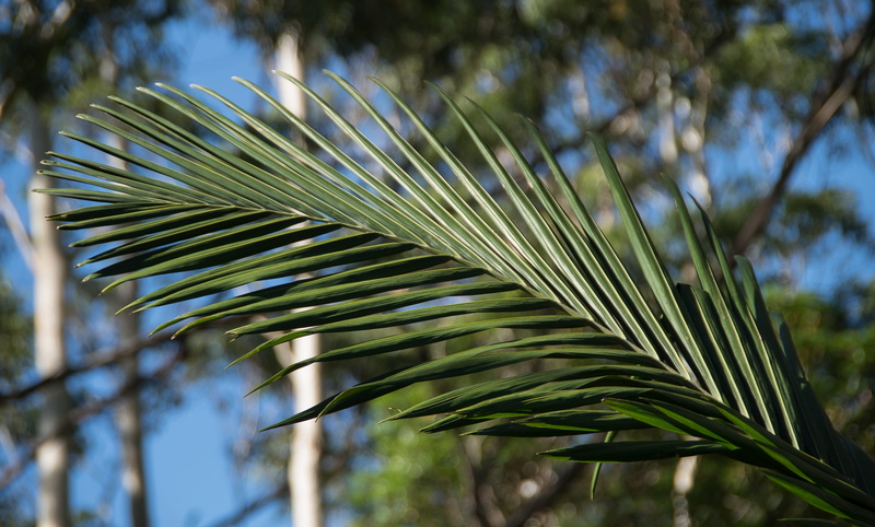 green, queensland, leaf, selective focus, sunlight, green color, palm, growth, rain forest, palm tree, australia, 2K, nature, close-up, tranquility, palm leaf