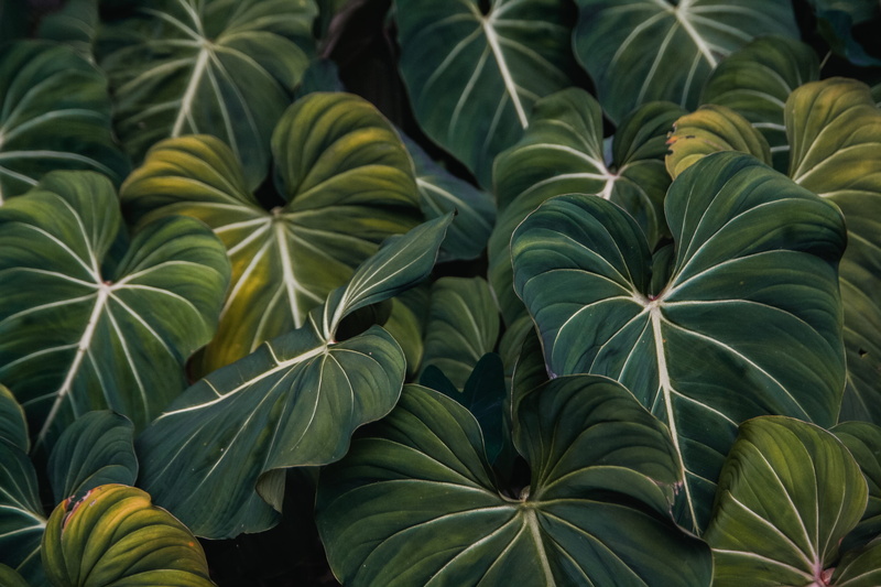 food, purity, freshness, no people, natural pattern, plants, botany, leaf, leaf vein, backgrounds, plant, green color, 4K, growth, full frame, day, green