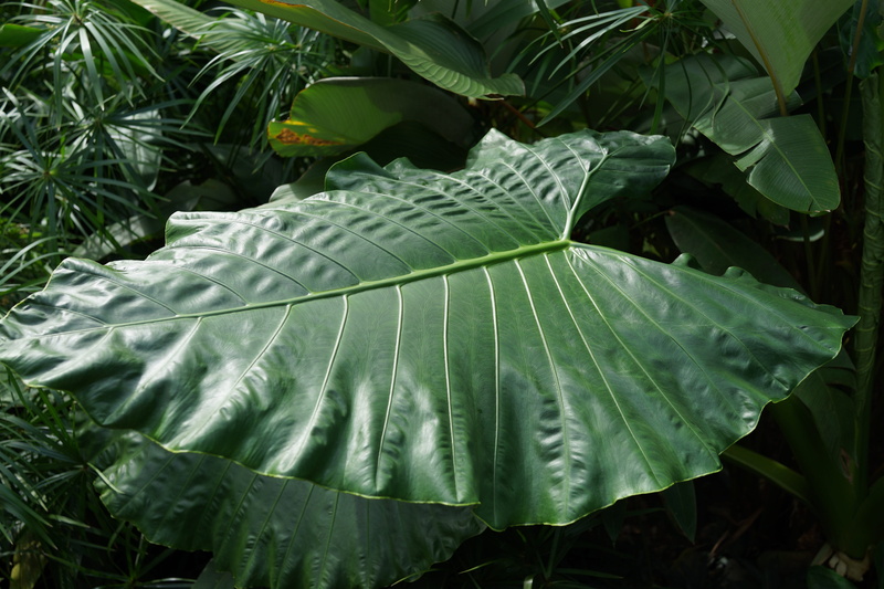 food and drink, healthy eating, outdoors, wellbeing, plant, vegetable, no people, yam, leaves, plant part, fruit, taro plant, 5K, growth, malaysia, leaf