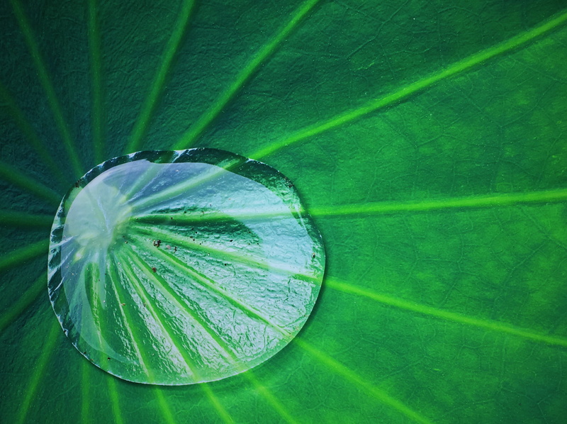 day, plant, slice, food and drink, freshness, summer, droplet, close-up, green, lotus leaf, leaf vein, plant part, leaf, fruit, healthy eating, water droplets