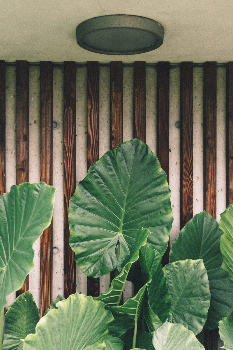 day, low angle view, vulnerability, green leaves, no people, indoors, leaves, plant, wood, beauty in nature, macro, 5K, lush, built structure, growth