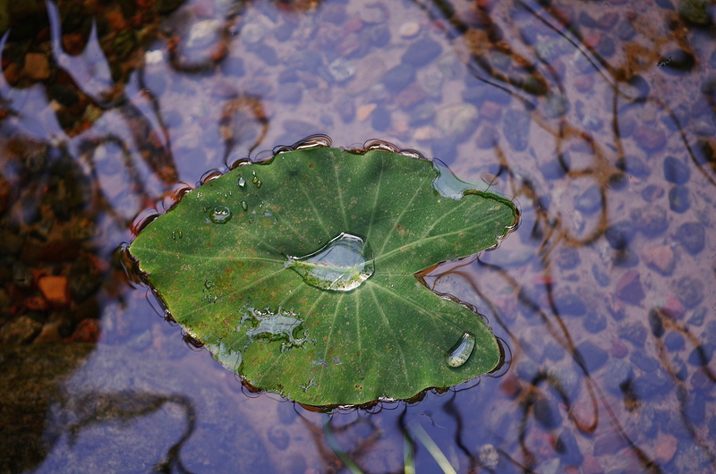 green color, rain, drop, rain drop, plant, outdoors, colorful, high angle view, nature, growth, day, green, beauty in nature, drop of water, no people