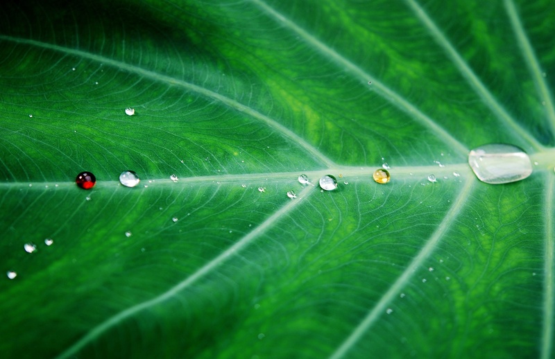 selective focus, rain drop, close-up, plant, leaves, grass, freshness, taro, nature, micro, drop of water, background, rain, no people, leaf, dew, full frame