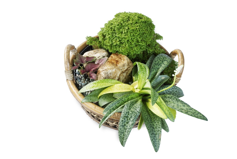 2K, pot-scaping, still life, close-up, healthcare and medicine, ornamental plants, selaginela, plants, leaves, food and drink, herb, ornamental taro, leaf