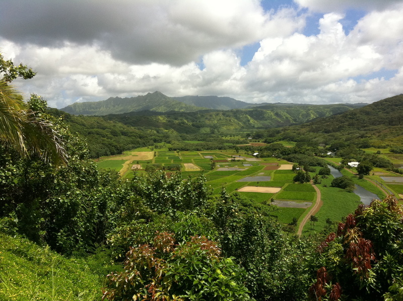 hawaii, hawaiian, green color, plant, day, tranquil scene, cloud - sky, scenics - nature, no people, environment, growth, non-urban scene, taro, tourism