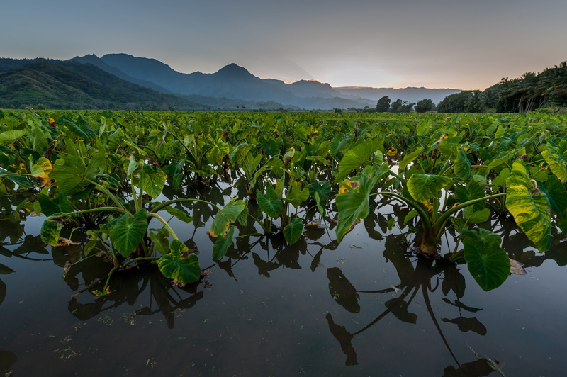 hawaii, green color, plantation, plant part, outdoors, no people, mountains, plant, sky, kauai, sunset, nature, leaf, united states, water, field, reflection