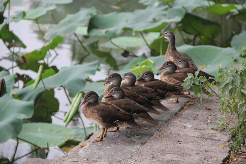 group of animals, leaf, outdoors, beak, bird, family, 5K, taro, young animal, plants, poultry, ducks, flock of birds, plant, animal family, animals in the wild