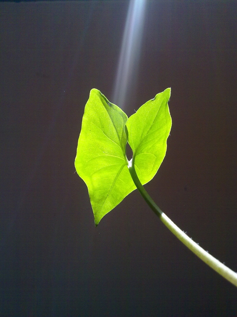 sunlight, beauty in nature, ray of light, close-up, light, flower, day, nature, environment, outdoors, leaf, plant part, photo, ray of sunshine, sun, vulnerability