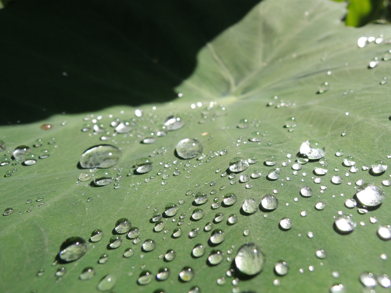 plant part, leaves, backgrounds, macro, close-up, plant, world, beauty in nature, no people, nature, green Color, 4K, dew, selective focus, outdoors, freshness