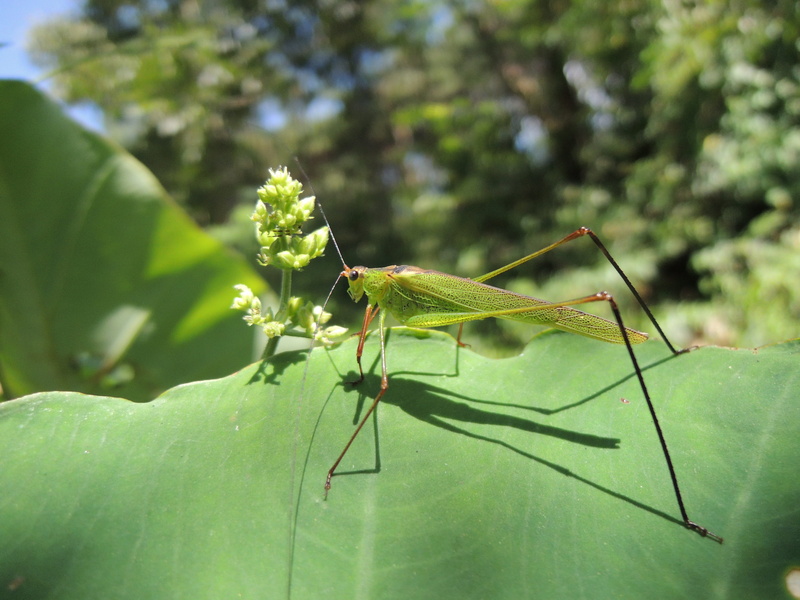 one animal, wildlife, animal, animal wildlife, plant, Nature, 4K, invertebrate, focus on foreground, leaf, the chi, outdoors, close-up, Taro, sunlight