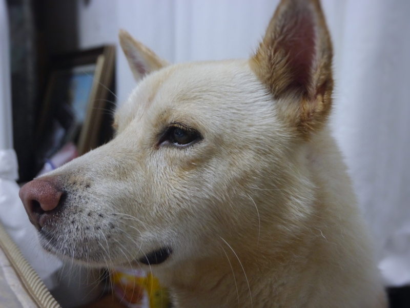 Okinawa, mammal, domestic, whisker, canine, pets, looking away, public health center, looking, profile view, otsu, based on stray dogs, animal body part