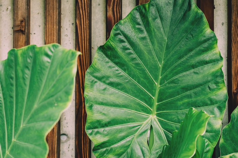 wood - material, plant, texture, surface, natural pattern, day, no people, botany, green, leaf, nature, three, leaf vein, green color, fragility, focus on foreground