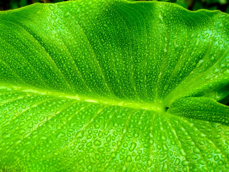 no people, wet, outdoors, green color, drop, water, nature, natural pattern, growth, taro, close-up, plant part, leaf, plant, leaves, leaf vein, vegetable