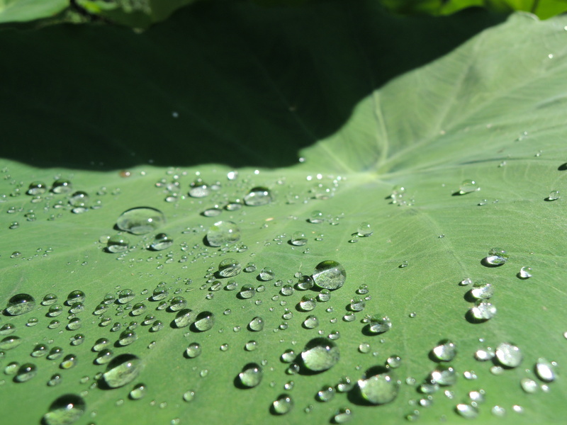 selective focus, rain, fragility, wet, purity, water, drop, raindrop, trickle, plant part, day, rainy season, no people, green color, dew, beauty in nature