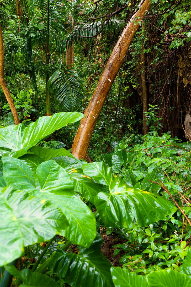tranquility, near, rainforest, dense, 1080P, freshness, greenery, beauty in nature, nature, land, outside, close-up, leaves, lush, growth, outdoor, plant