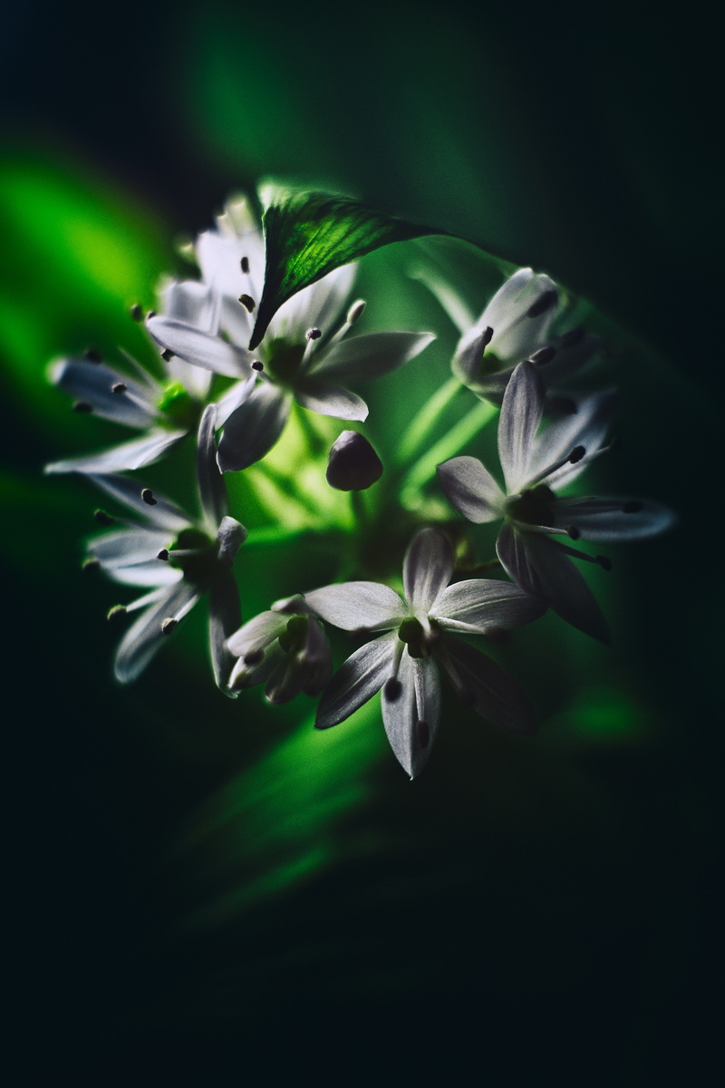 flowers, flowering, 5K, macro, leaves, ramson