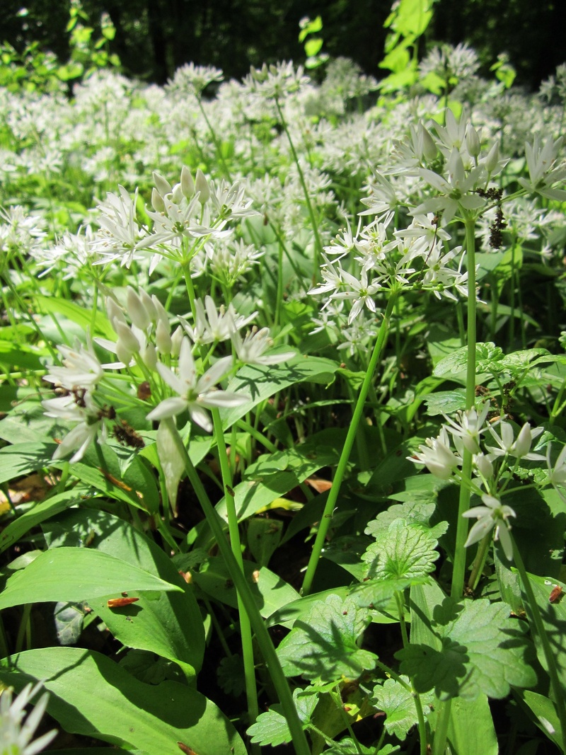 flower head, botany, ramsons, flowering plant, broad-leaved garlic, flowerbed, species, buckrams, no people, plant part, blooming, outdoors, freshness