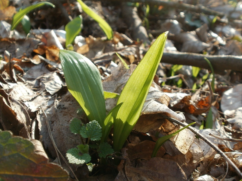 herb, beauty in nature, high angle view, bear-garlic, no people, freshness, spring, focus on foreground, Bear, nature, land, field, Allium Ursinum, seasonal